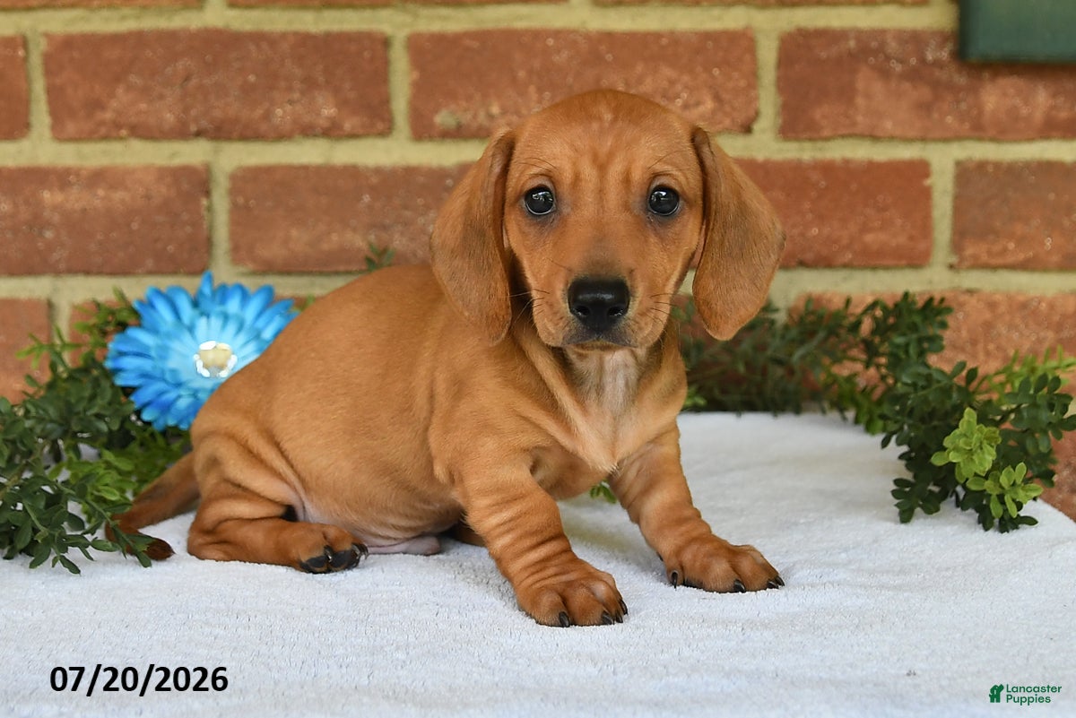 Miniature Dachshund dogs for sale: Jasper - Ad 2