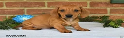Miniature Dachshund dogs for sale: Jasper - Ad 1