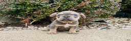 French Bulldog dogs for sale: Bella - Ad 3