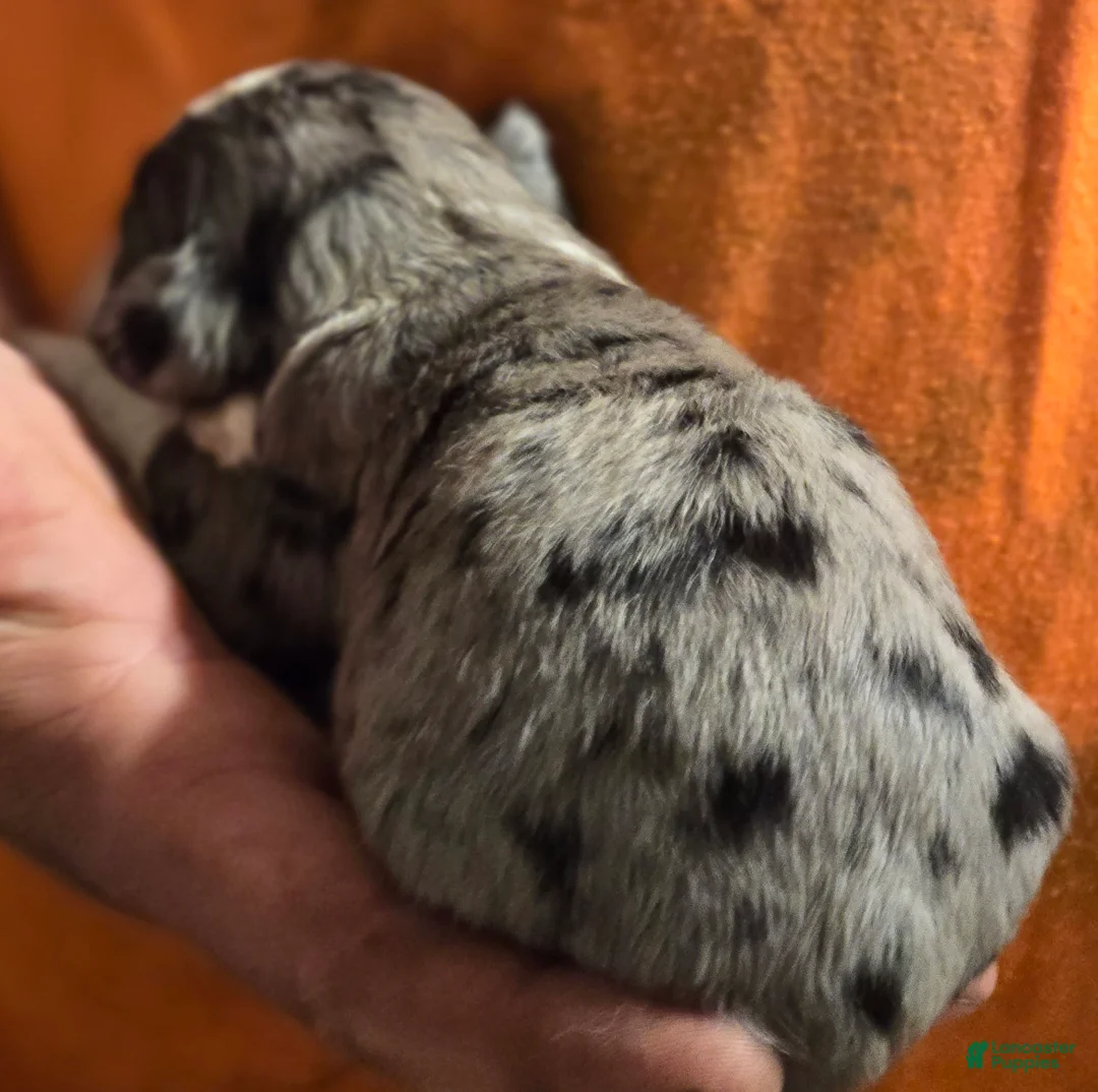 Mixed Breed dogs for sale: Parker - Ad 2
