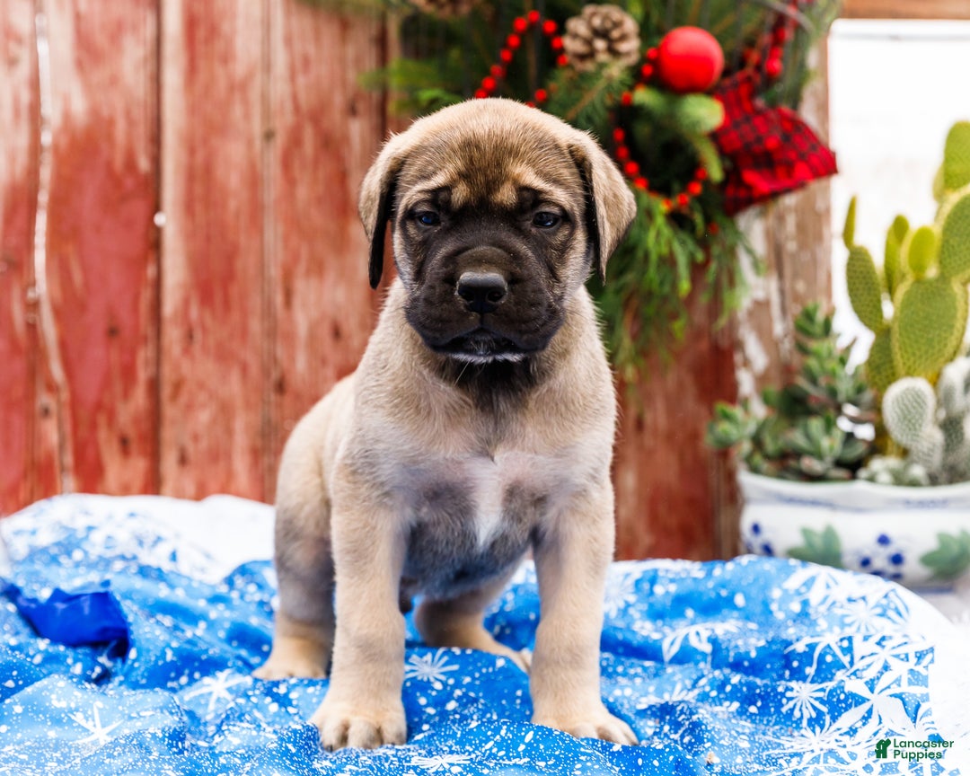English Mastiff dogs for sale: Zack - Ad 5