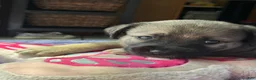 Mixed Breed dogs for sale: Felon - Ad 5