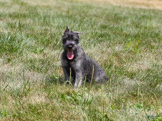 Miniature Schnauzer dogs - Ad 19