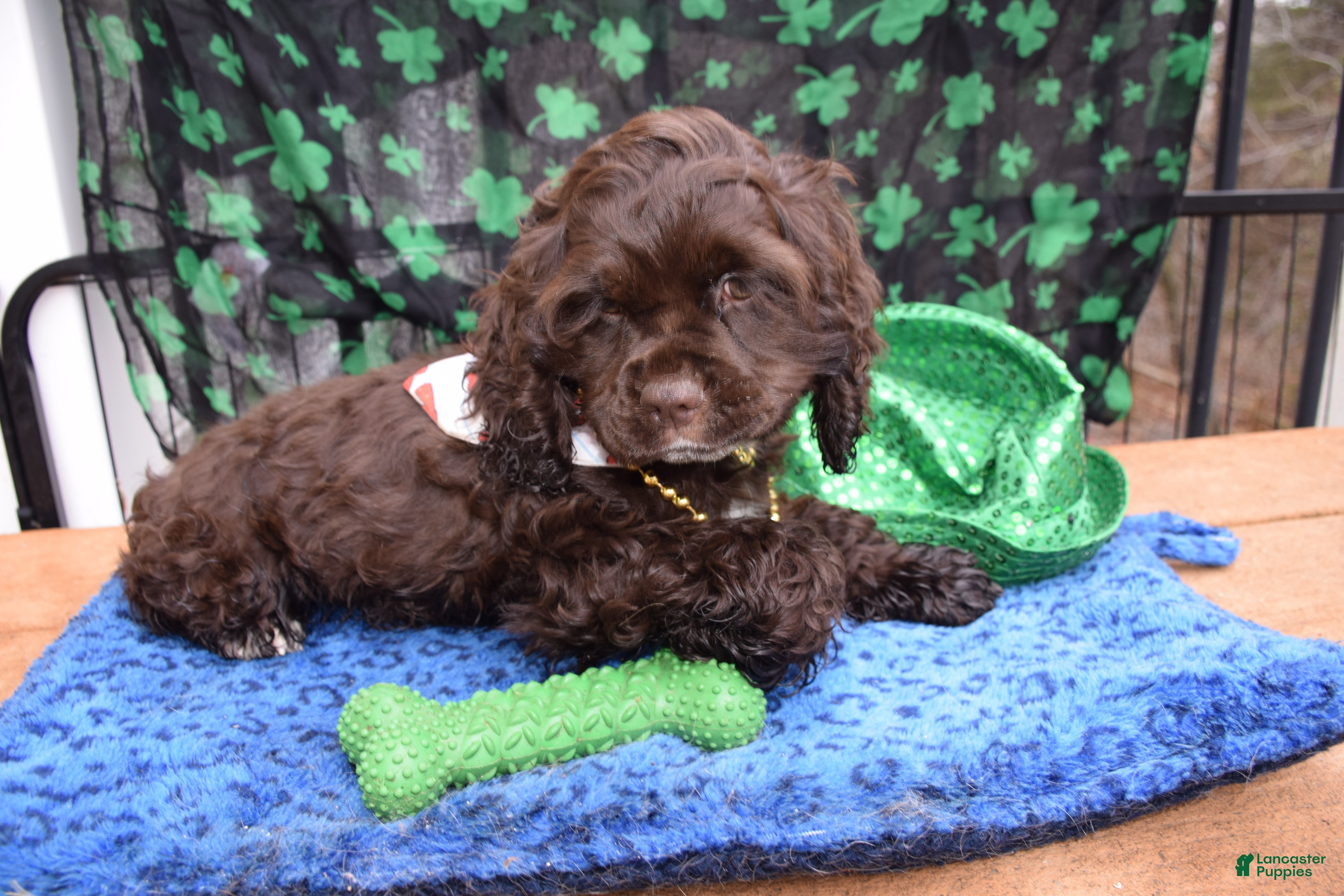 Cocker Spaniel dogs Luna- Akc Cocker Spaniel  - Ad 1