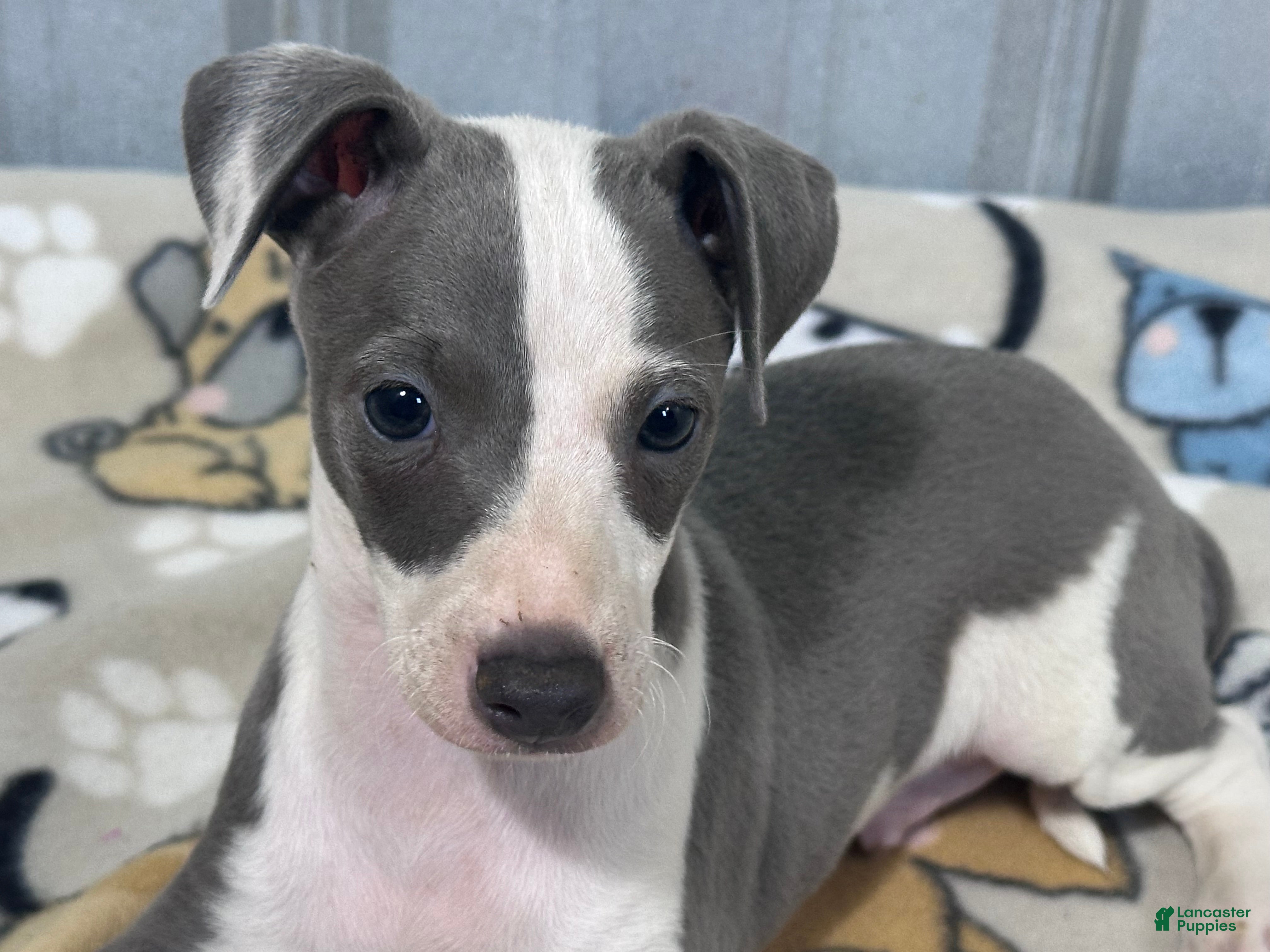 Italian Greyhound dogs Leo - Ad 1