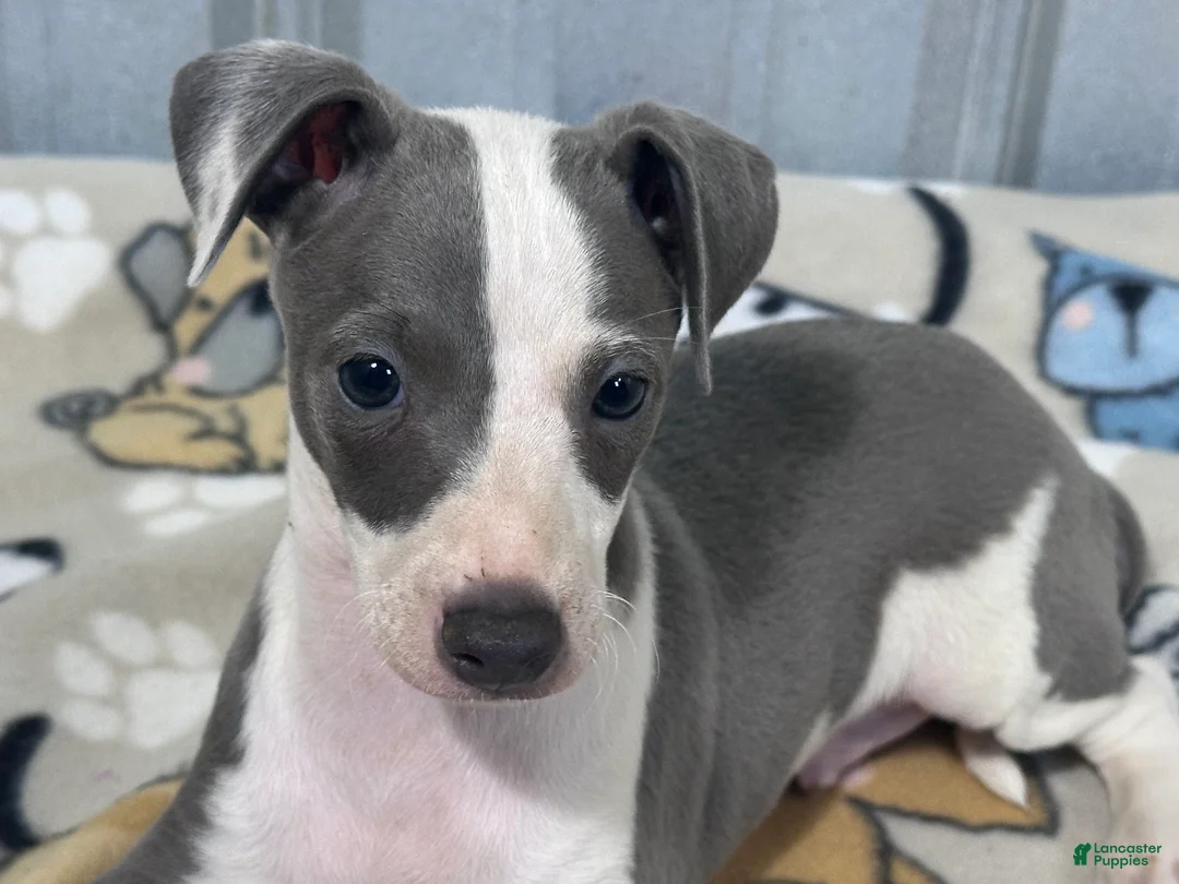 Italian Greyhound dogs for sale: Leo - Ad 1