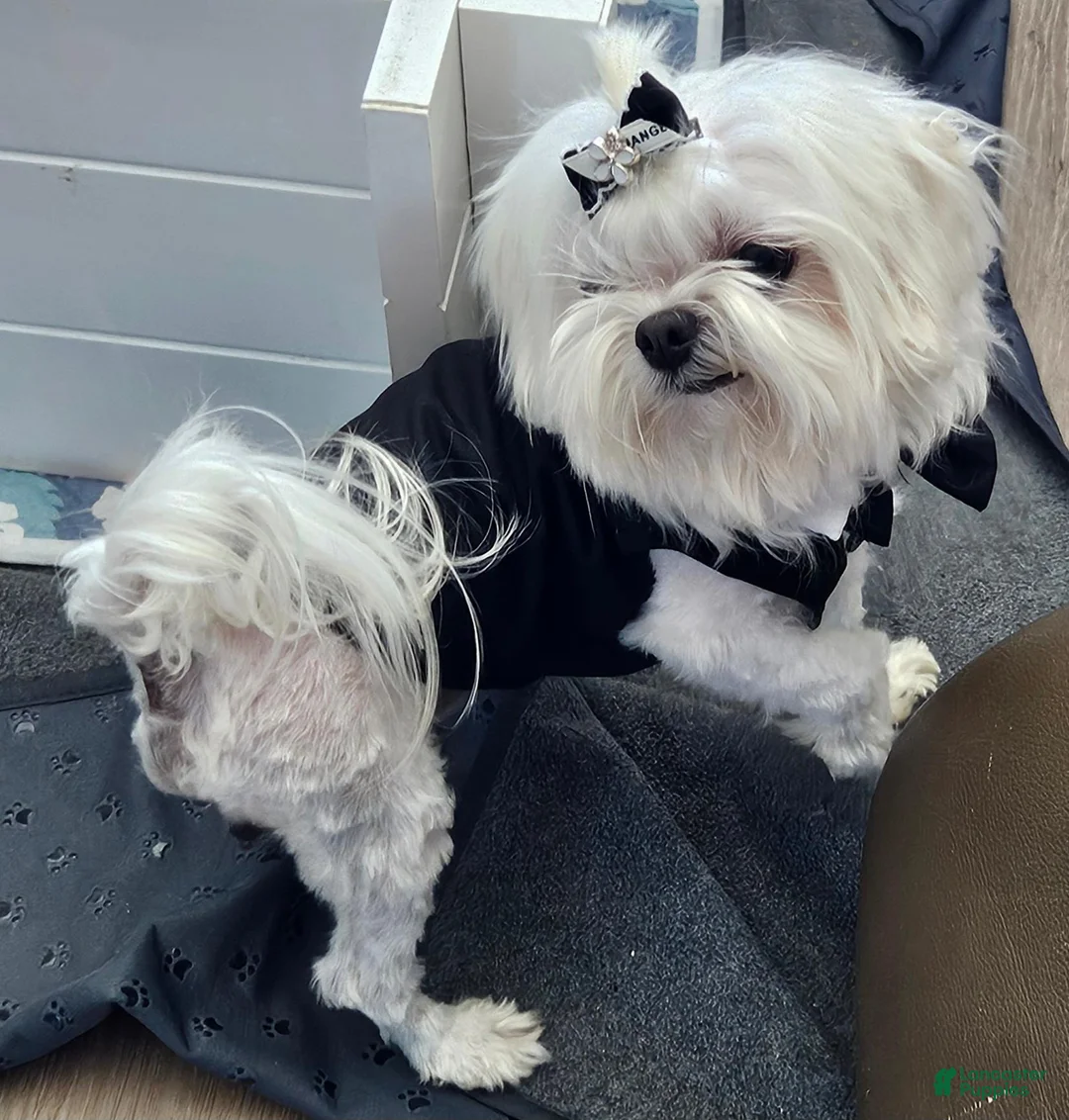 Maltese dogs for stud: Maltese Male for STUD SERVICE - Ad 1