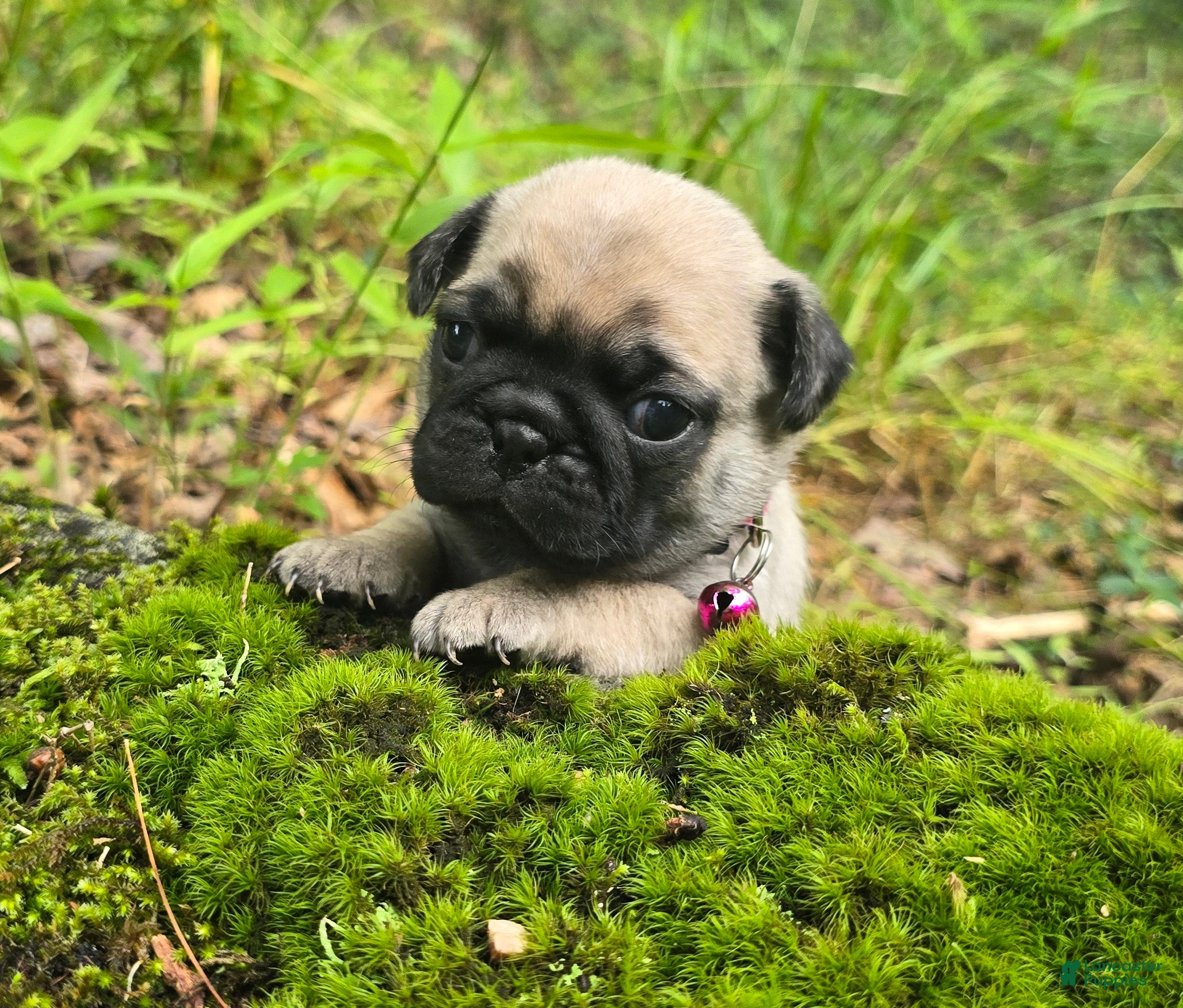 Pug dogs Connie - Ad 1