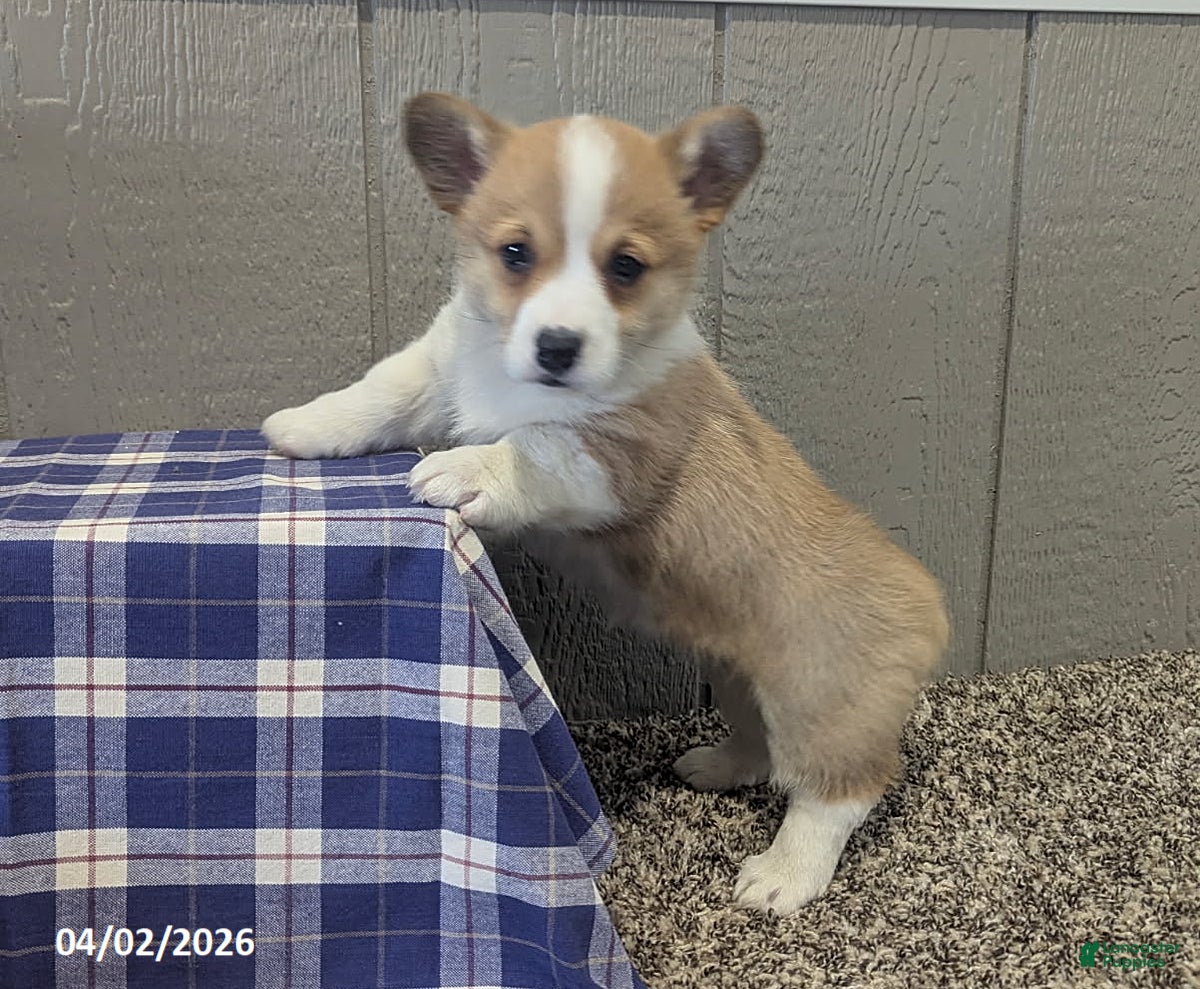 Welsh Corgi Pembroke dogs Pansy - Ad 2