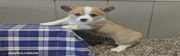 Welsh Corgi Pembroke dogs for sale: Pansy - Ad 2