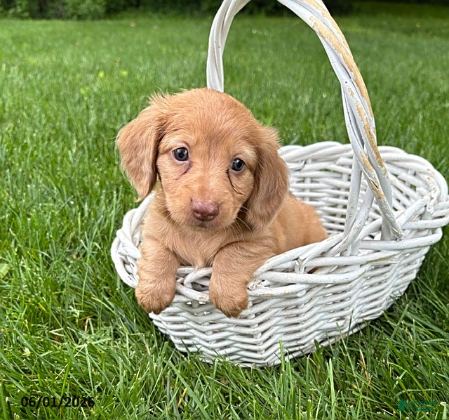 Dachshund dogs Rhea - Ad 1
