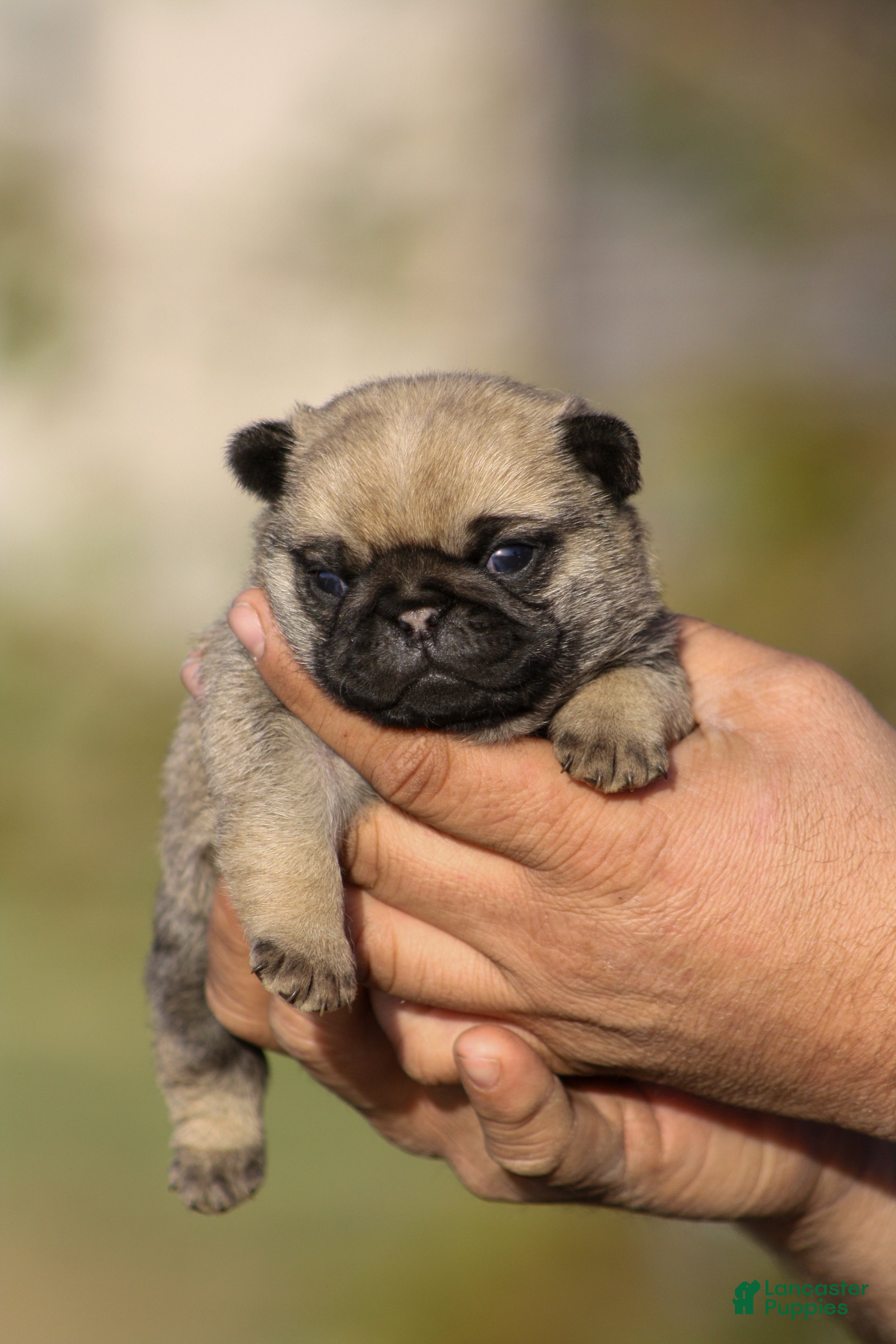 Pug dogs Ollie - Ad 17