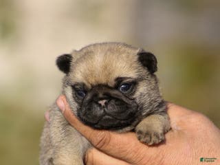 Pug dogs Ollie - Ad 17