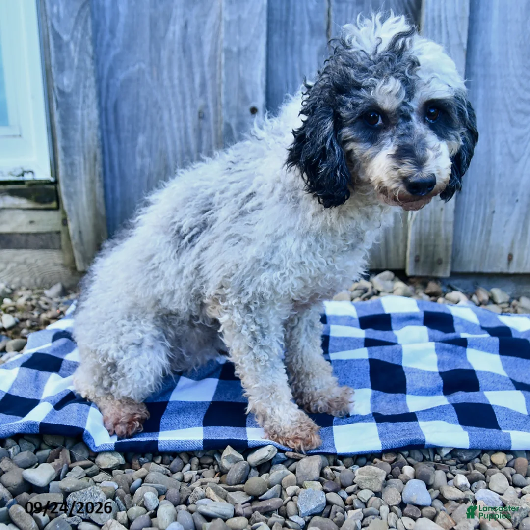 Miniature Poodle dogs for sale: Girl - Ad 2