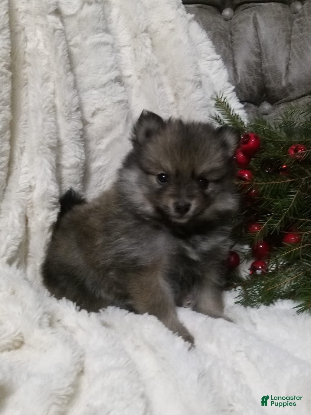 Pomeranian dogs Chase - Ad 10