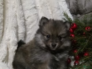 Pomeranian dogs Chase - Ad 35