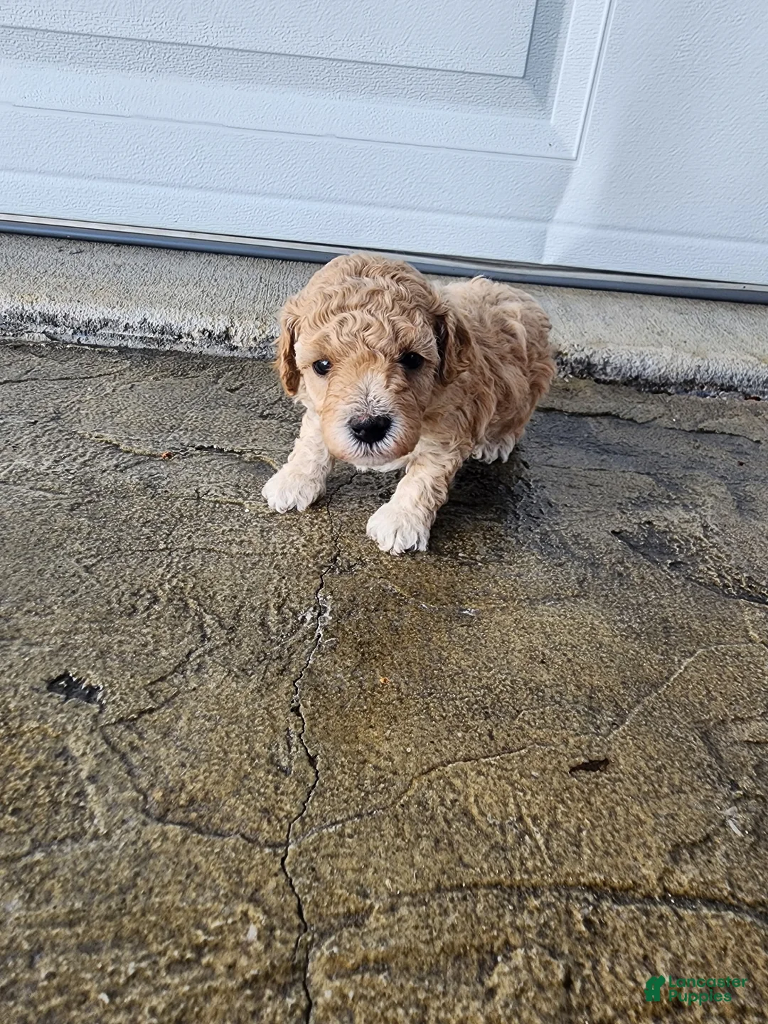 Toy Poodle dogs for sale: Toy Poodle 2 - Ad 1