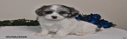 Shihpoo dogs for sale: Ellie - Ad 4