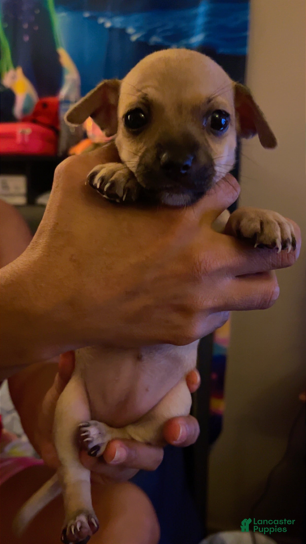 Mixed Breed dogs for sale: Mixed Breed 4 - Ad 40
