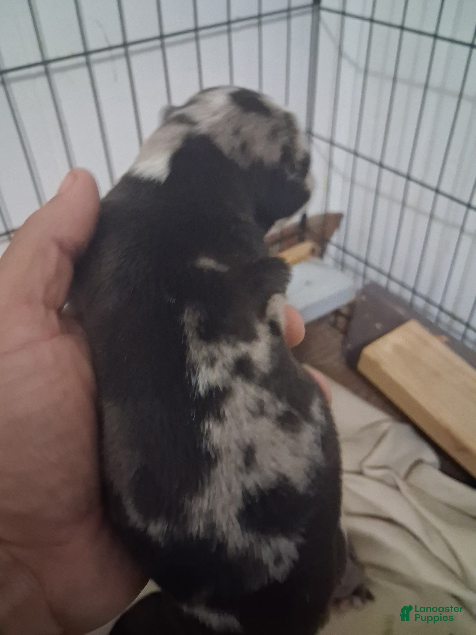 Cane Corso dogs for sale: Cookies and Cream - Ad 1