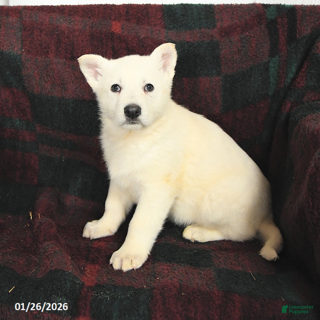 German Shepherd dogs for sale: Frosty - Ad 3