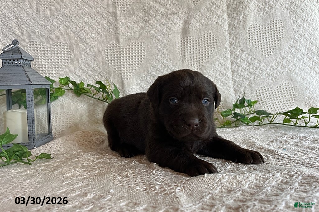 Labrador Retriever dogs Reeses - Ad 2