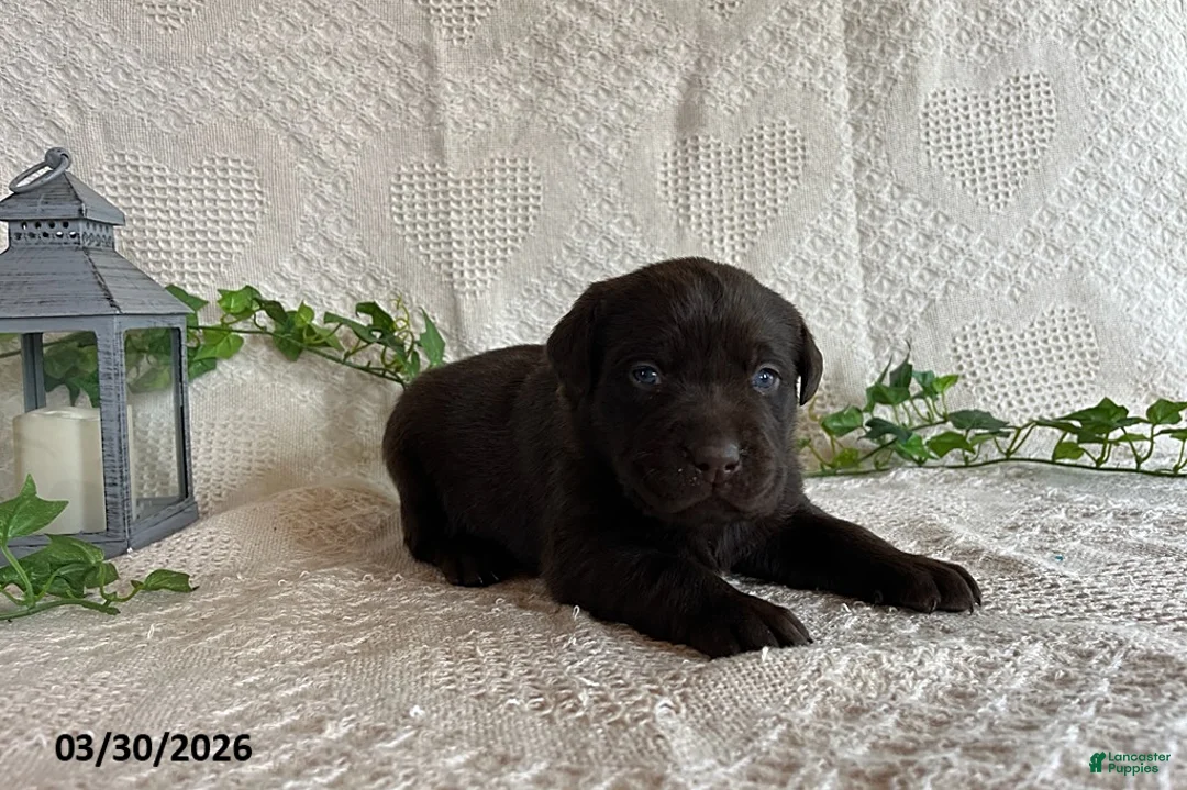 Labrador Retriever dogs for sale: Reeses - Ad 2