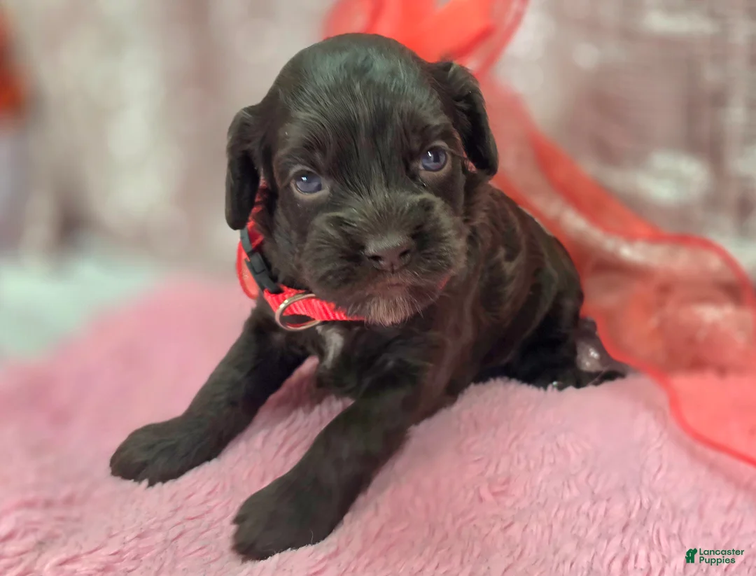 Cockapoo dogs for sale: Truffle - Ad 1