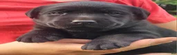 Labrador Retriever dogs for sale: Morgan  - Ad 9