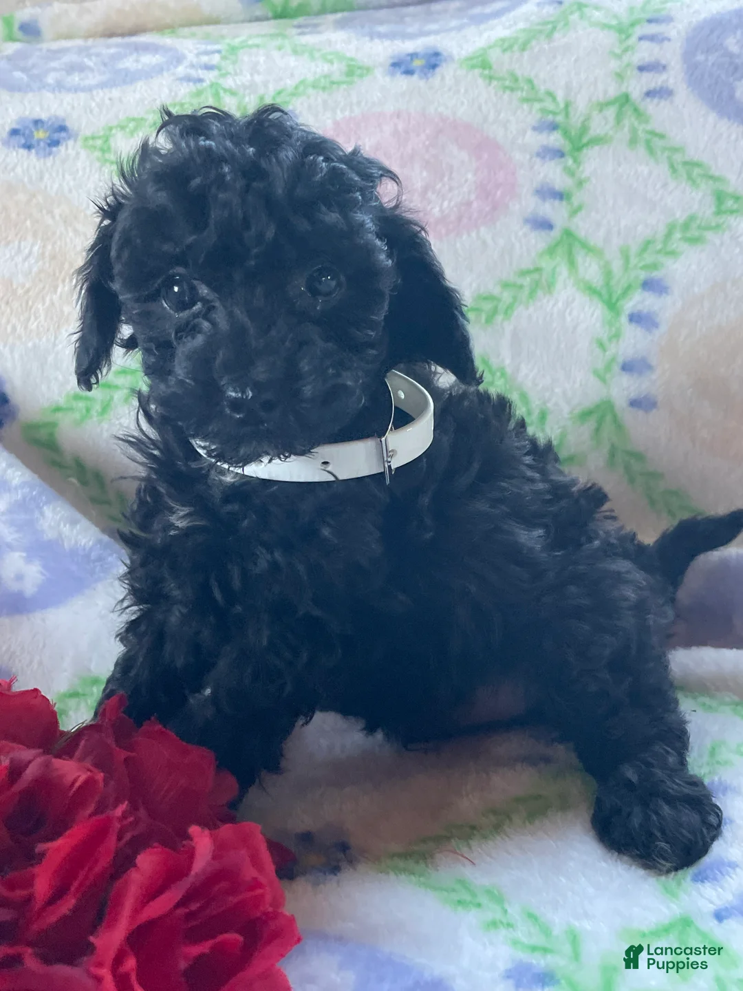 Toy Poodle dogs for sale: Astro - Ad 2