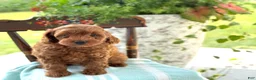 Miniature Poodle dogs for sale: Tangerine - Ad 1
