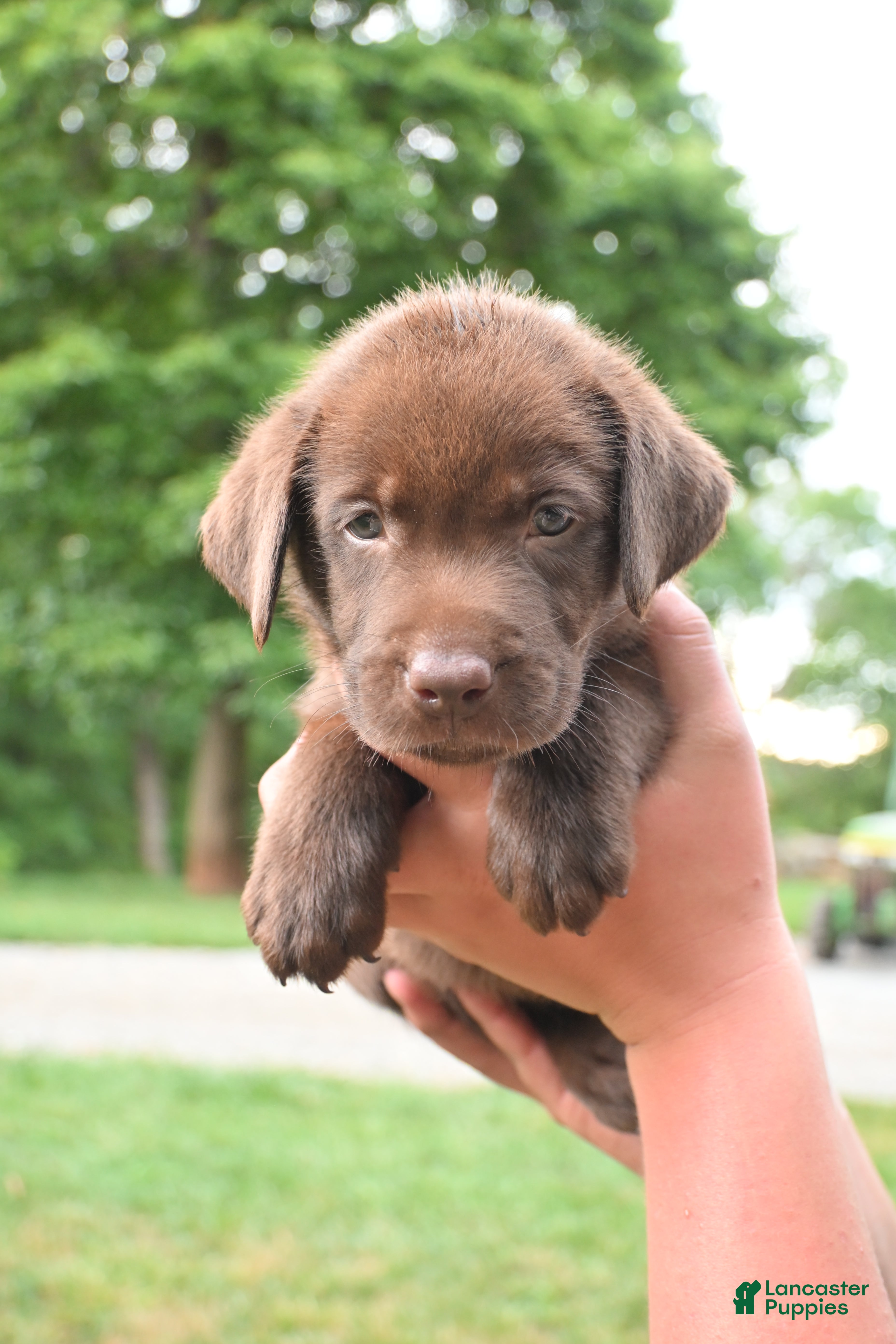 Labrador Retriever dogs Blue Collar (Chocolate) - Ad 1
