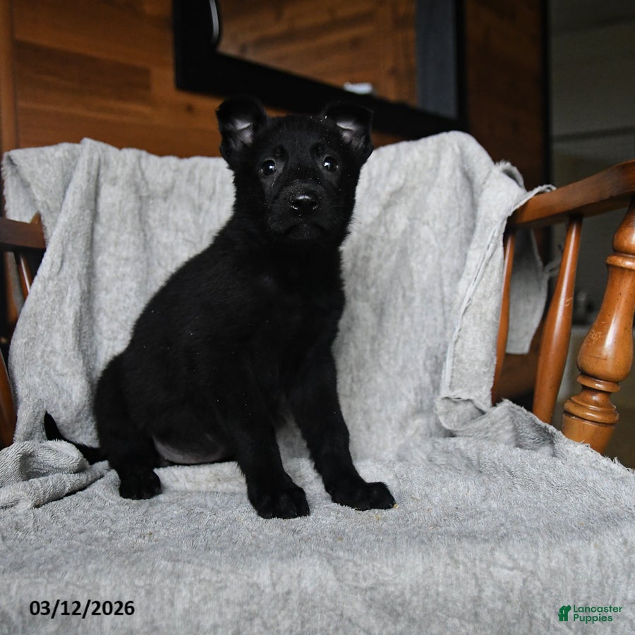 Mixed Breed dogs Trixie - Ad 2