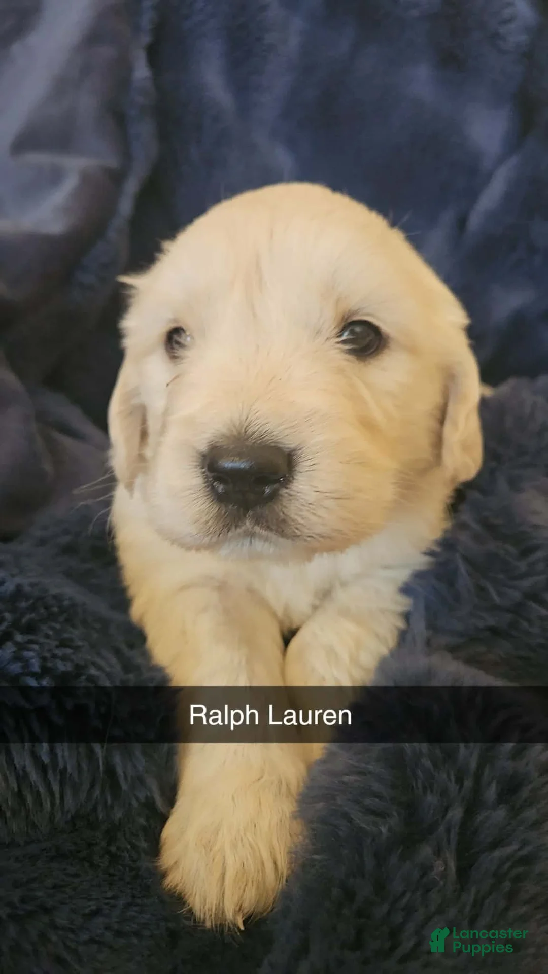 Golden Retriever dogs for sale: Golden Retriever Puppy 6 - Ad 1
