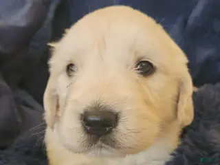 Golden Retriever dogs Golden Retriever Puppy 6 - Ad 31