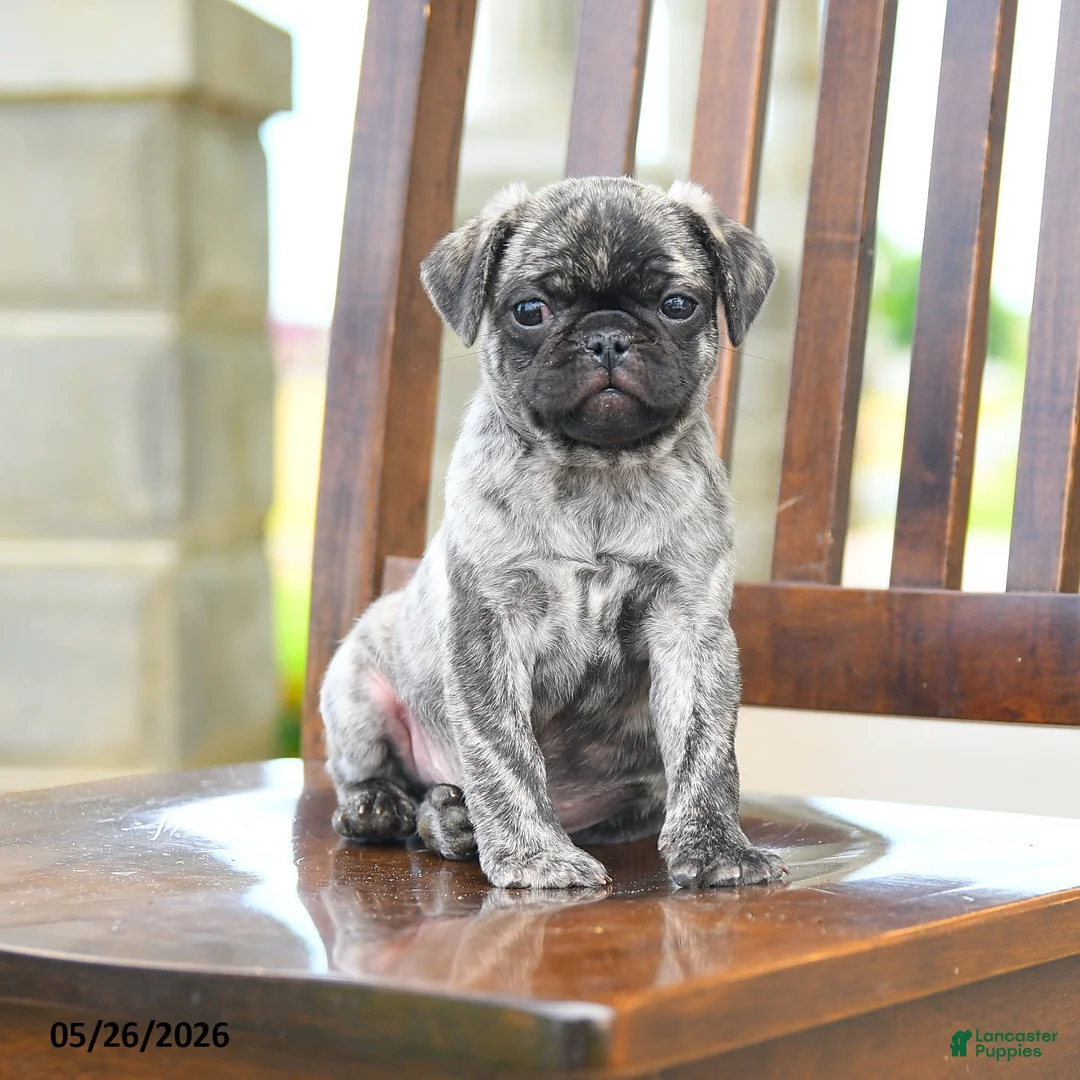 Pug dogs for sale: Freddie - Ad 5
