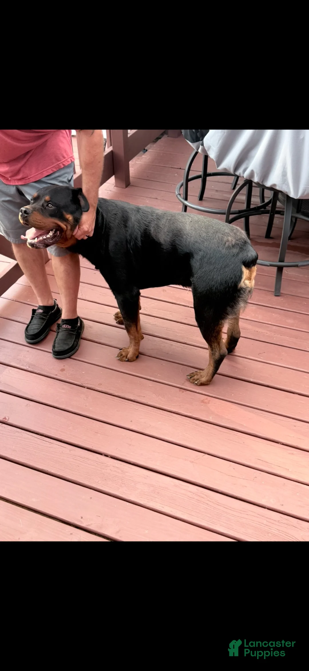 Rottweiler dogs for sale: Rottweiler 1 - Ad 10