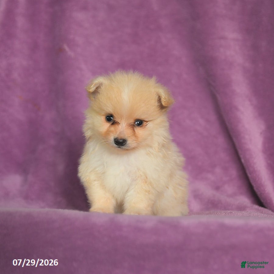 Pomeranian dogs Charlie - Ad 1