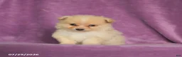Pomeranian dogs for sale: Charlie - Ad 1