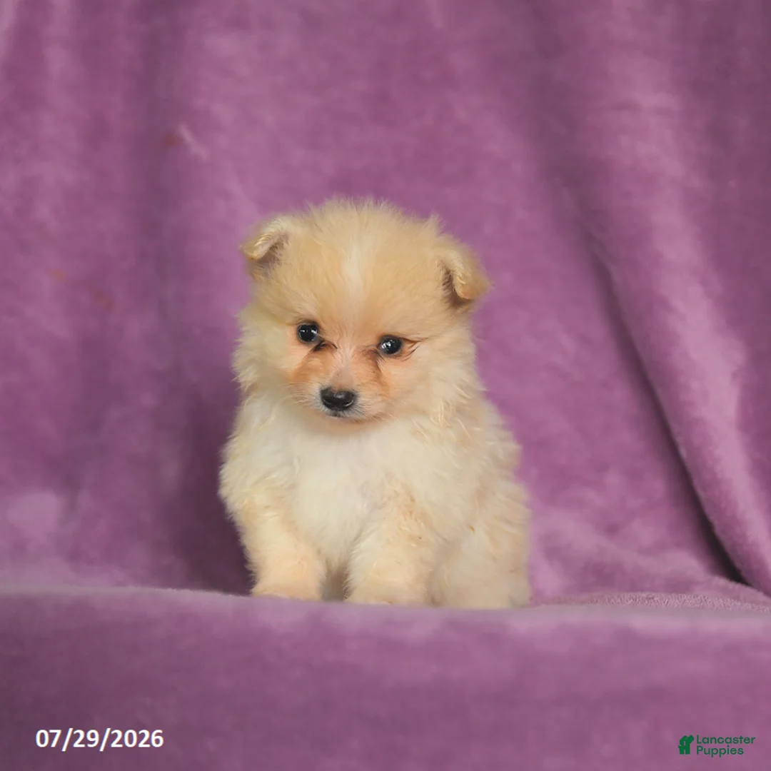 Pomeranian dogs for sale: Charlie - Ad 1