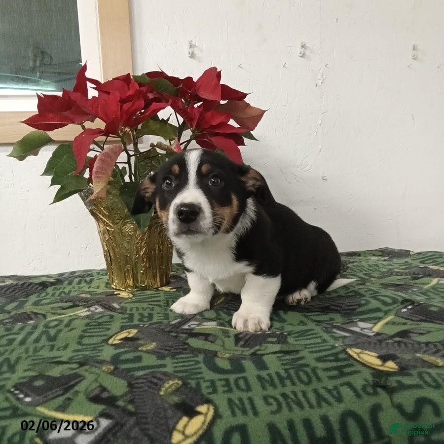 Mixed Breed dogs Derick - Ad 8