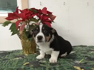 Mixed Breed dogs Derick - Ad 8