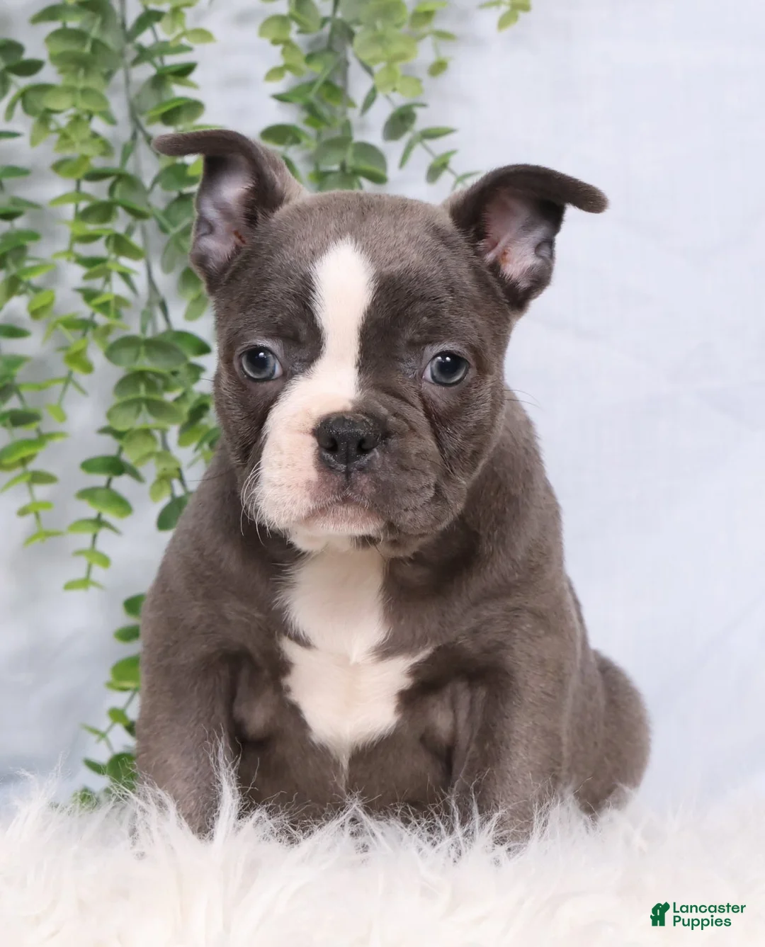 Frenchton dogs for sale: SIlver - Ad 2