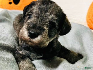 Miniature Schnauzer dogs - Ad 3
