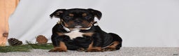 Mixed Breed dogs for sale: Buddy - Ad 2