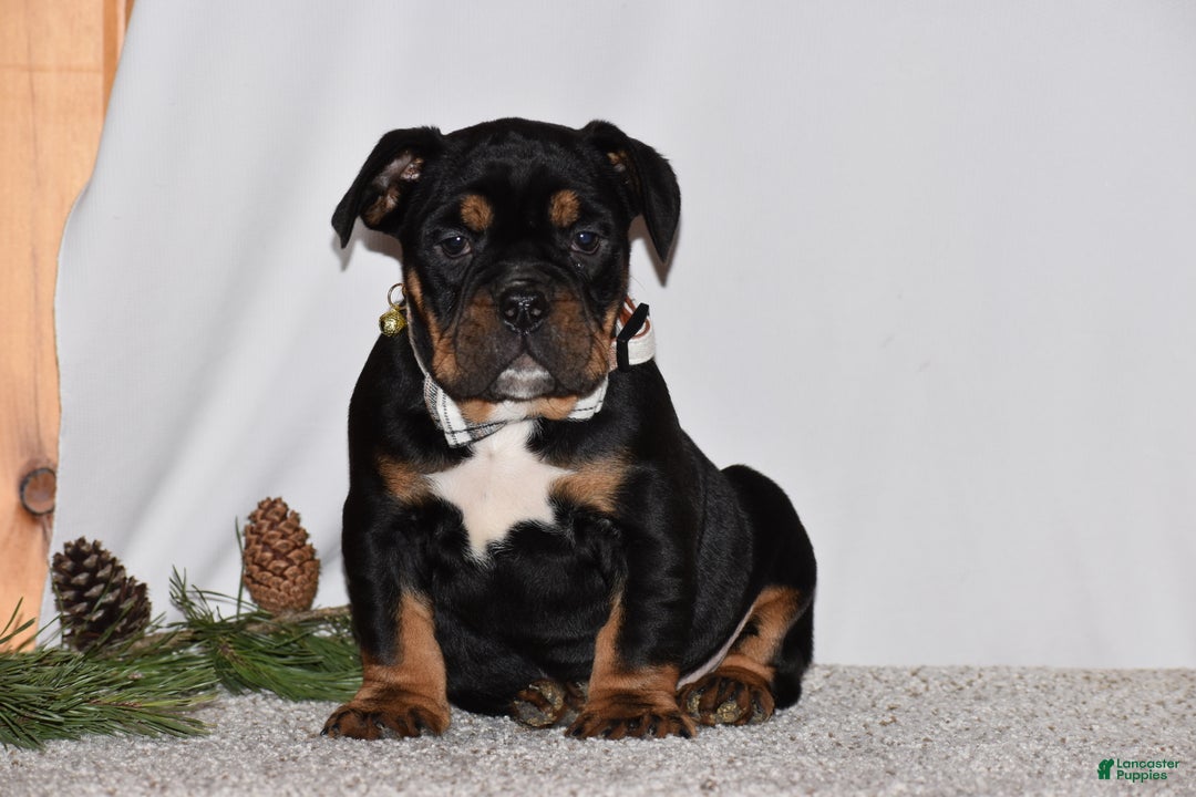 Mixed Breed dogs for sale: Buddy - Ad 2