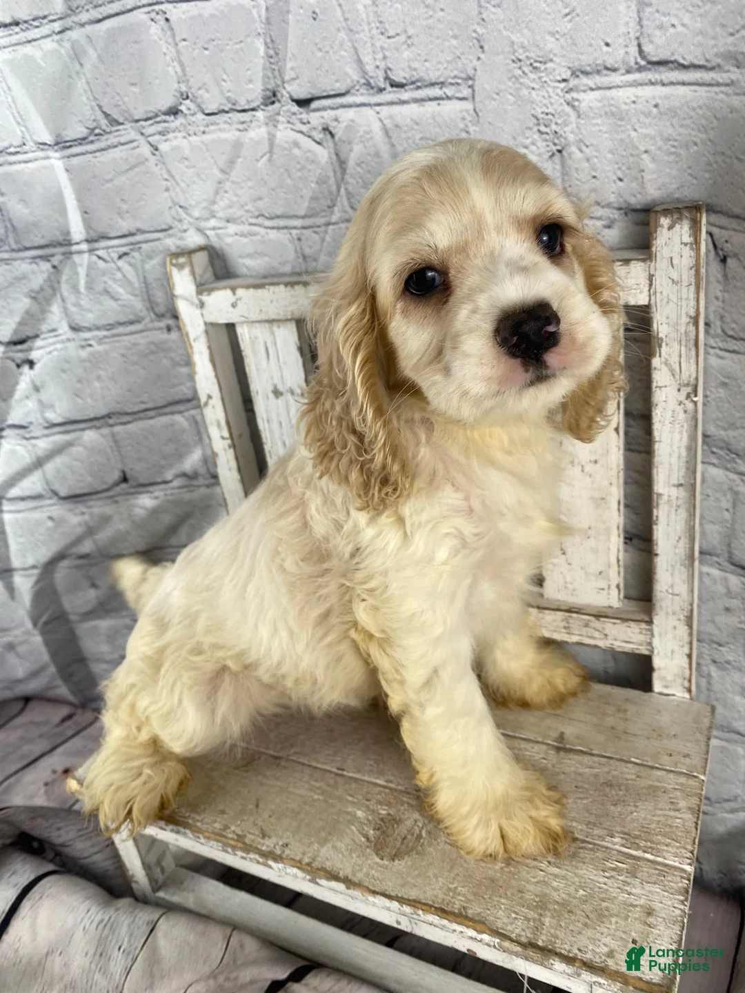 Cocker Spaniel dogs for sale: Maple - Ad 9