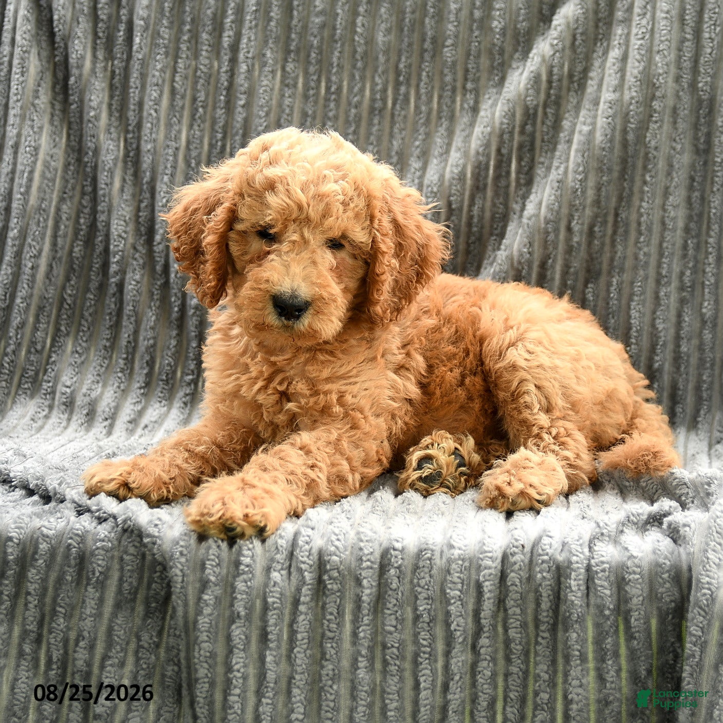 Goldendoodle dogs Franny - Ad 2
