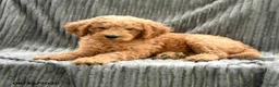 Goldendoodle dogs for sale: Franny - Ad 2