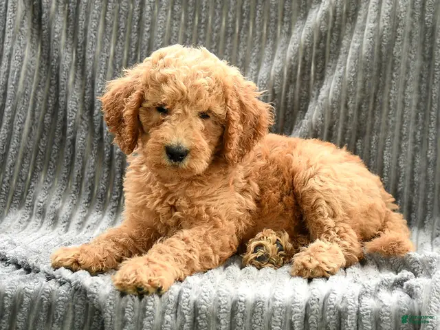 Goldendoodle dogs Franny - Ad 2